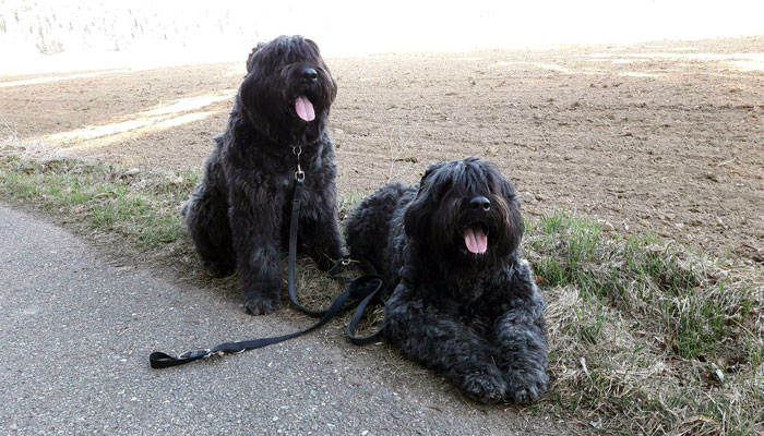 Allgemeiner Hirten Und Hutehundclub Abc