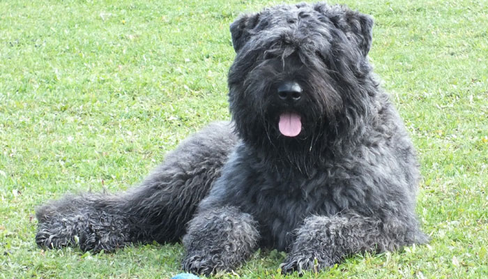 Allgemeiner Hirten Und Hutehundclub Abc